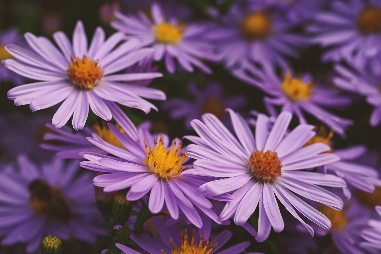 autumn, aster, purple, nature, flower background, yellow, flower, petals, blooms at, autumn, aster, purple, beautiful flowers, flower wallpaper, flower, flower, flower, flower, flower