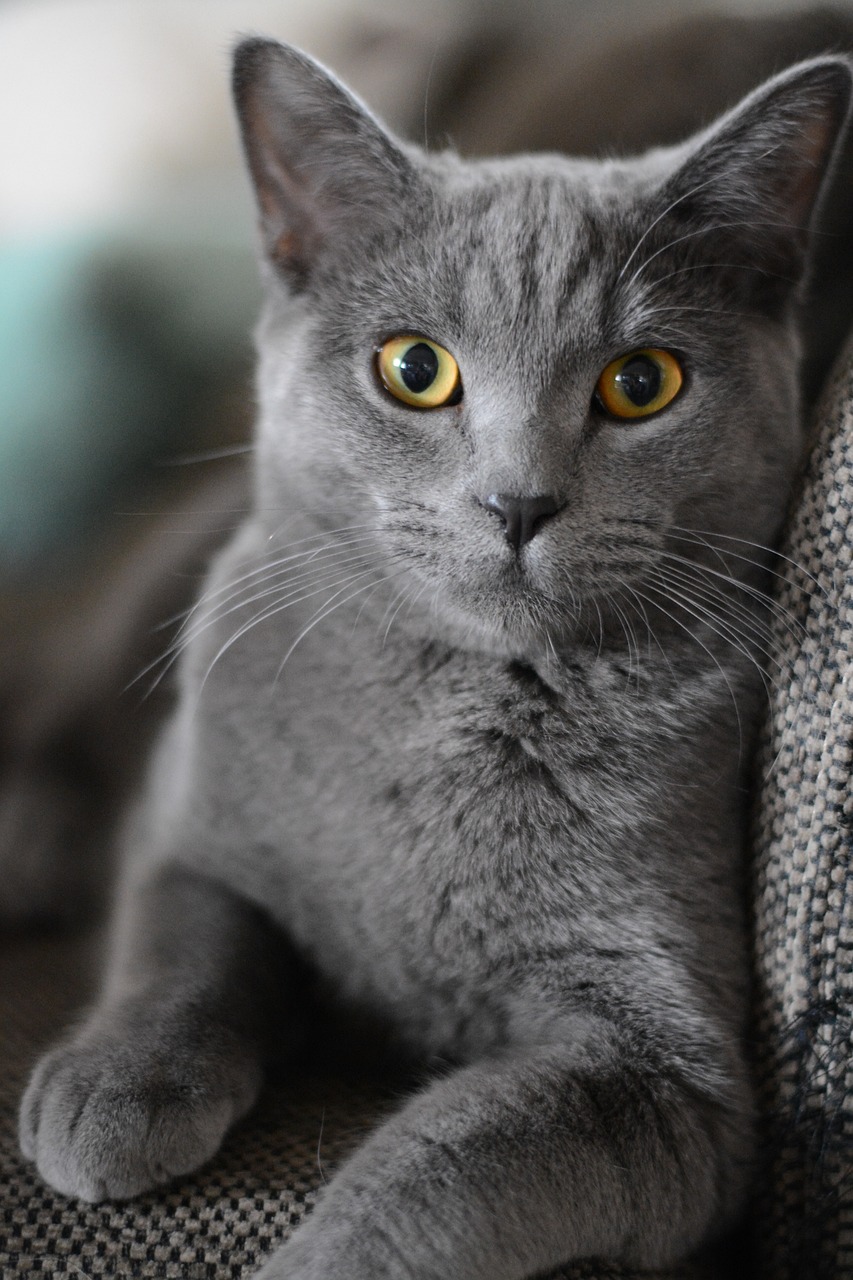 cat, pet, animal, british shorthair, nature, domestic, feline, mammal, kitten, cute, little cat, cat portrait, puss, adorable, cat eyes, fur, cat, cat, cat, cat, cat, kitten