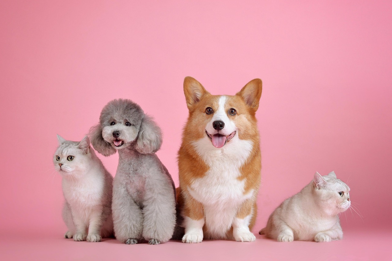pets, nature, pet, cat, dog, animals, animal, mammals, canine, feline, friends