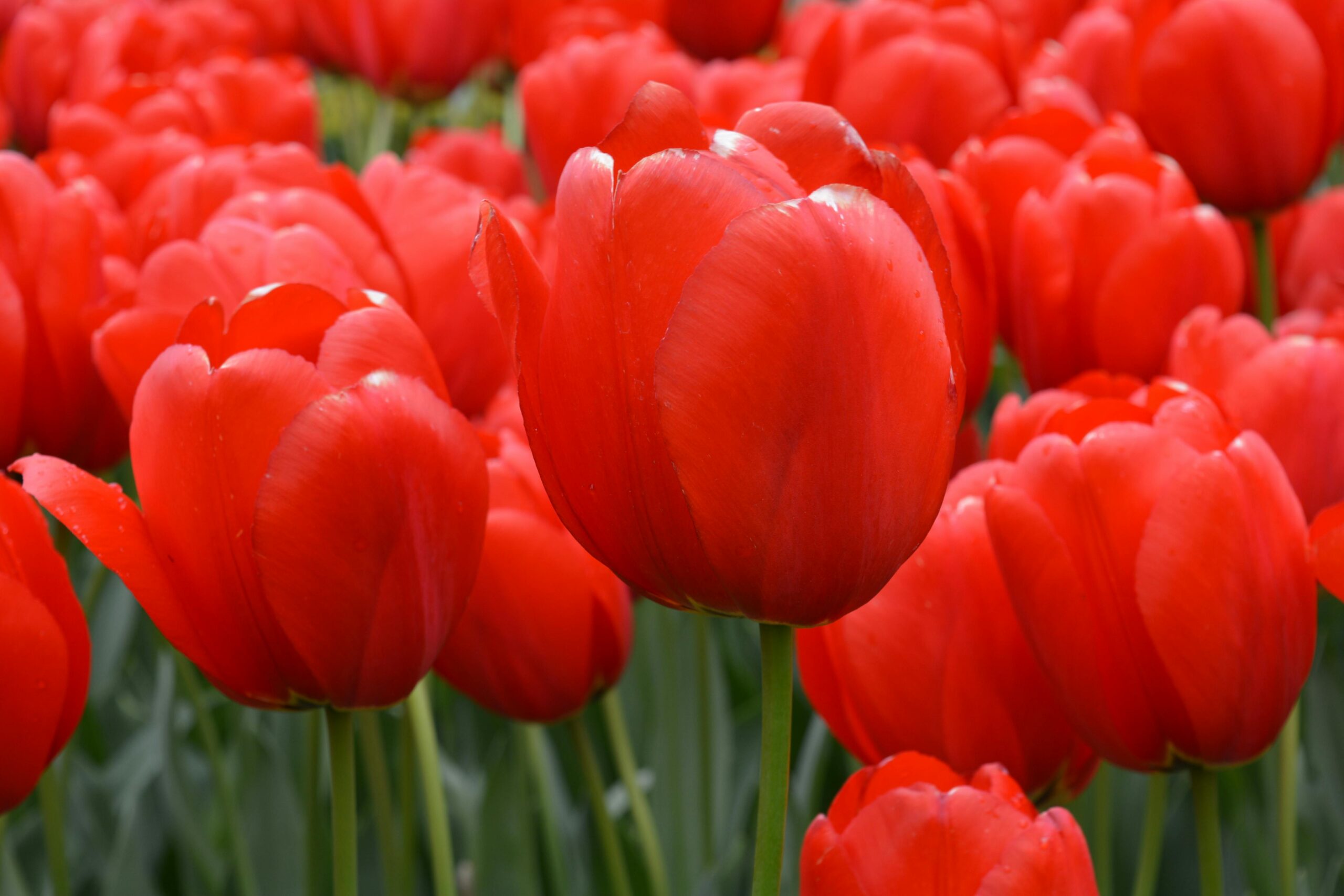 Bright red tulips in full bloom, capturing the beauty of nature in Lisse, Netherlands.