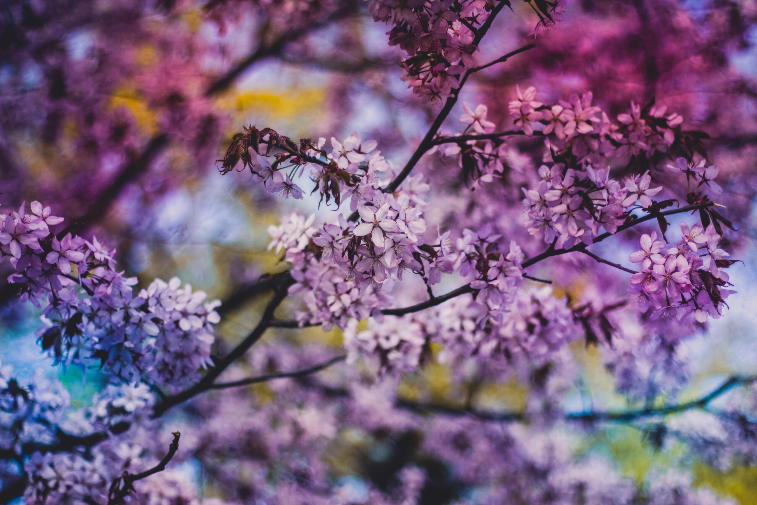 Colorful close-up of lilac blossoms on branches, capturing the essence of spring.